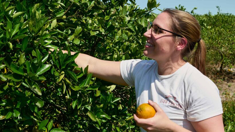 picking Valencia oranges