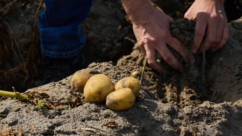 Hands digging potatoes out of the ground