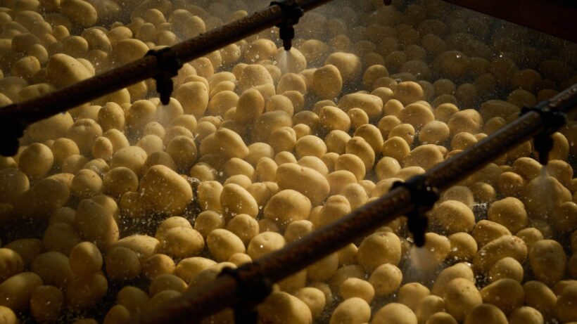 large quantities of potatoes being sprayed off in a packing facility