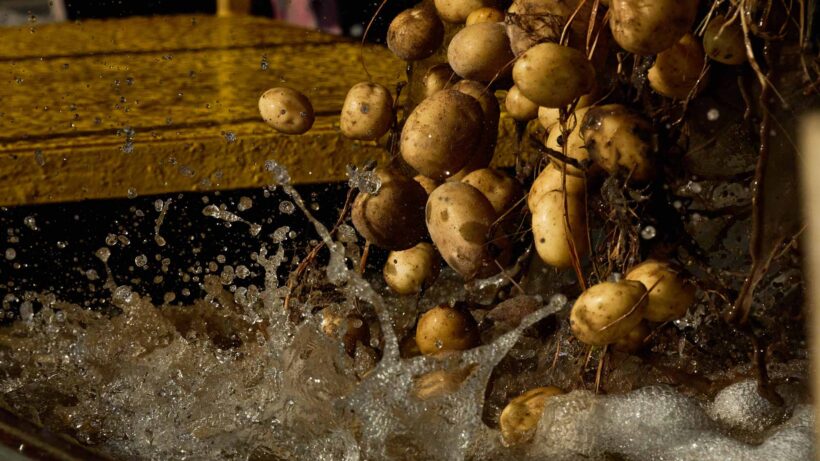 Potatoes falling and splashing into water in a packing facility