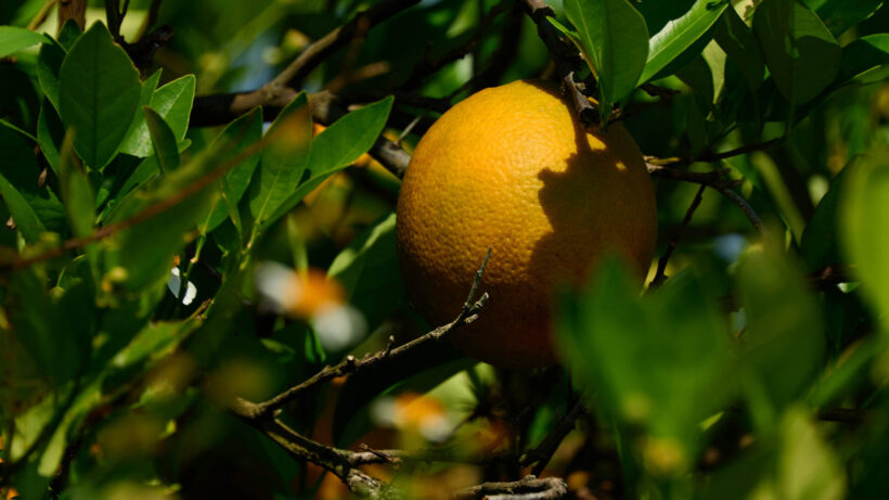 Un-picked Valencia orange on a tree