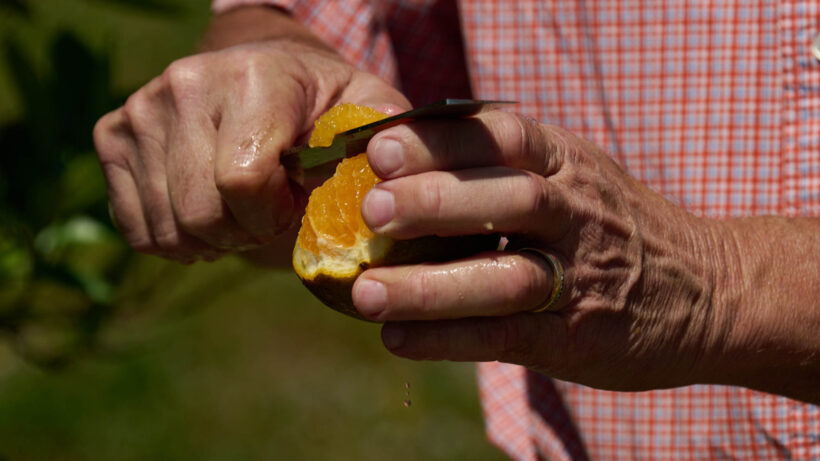 Farmer cutting a Valencia orange into slices