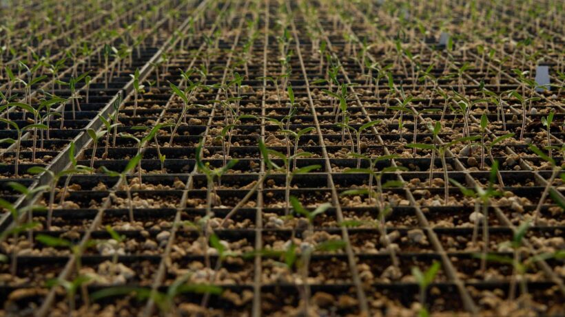 Rows of seedlings ready for transplanting into fields