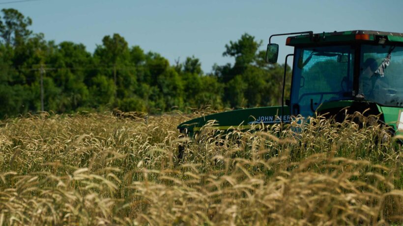Tractor in a field of rye